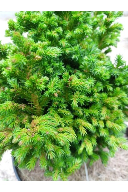 Висота криптомерії Грін Перл